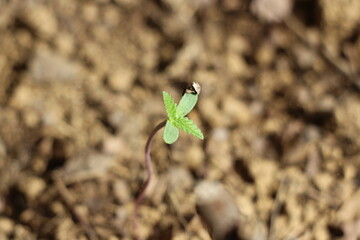 Graine de Cannabis germée.