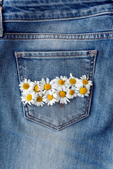 camomile in jeans pocket. studio macro shot.