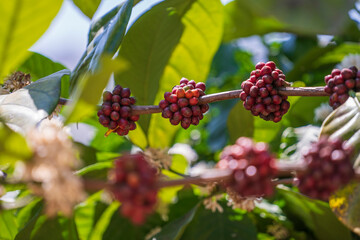 Coffee tree with red coffee beans on cafe plantation near Da Lat city, Vietnam