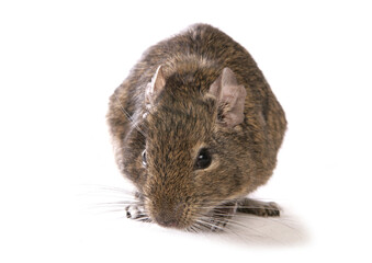 Degu