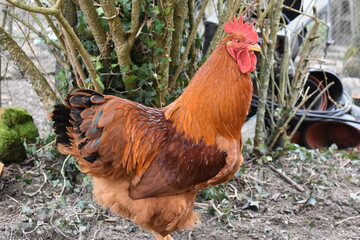 Coq