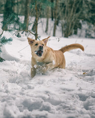 A handsome young labrador retriever runs cheerfully across a snowy field.