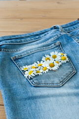 camomile in jeans pocket. studio macro shot.