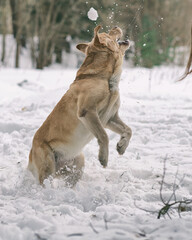 A handsome young labrador retriever runs cheerfully across a snowy field.