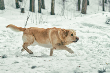 A handsome young labrador retriever runs cheerfully across a snowy field.