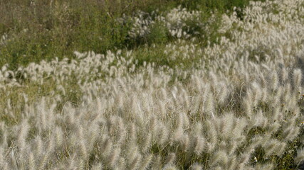 reeds in the wind