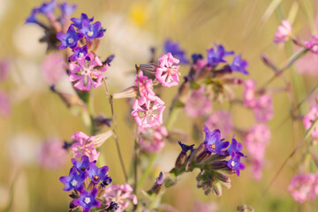 Floral composition in mediterranean Spain