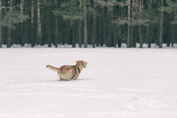 A handsome young labrador retriever runs cheerfully across a snowy field.