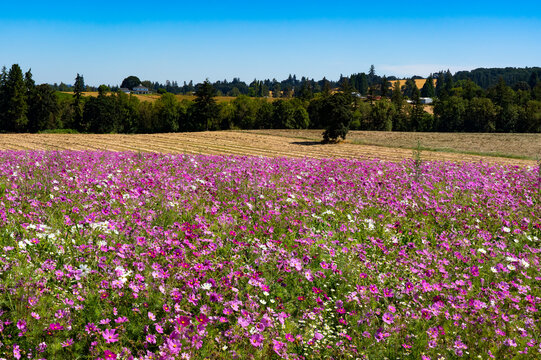 A field of garden cosmos flowers and a field of mowed and windrowed ryegrass and a view of the farm land surrounding the Silverton Oregon area