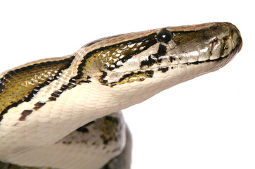Boa constrictor snake
