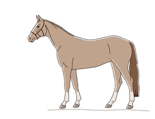 Horse full length isolated on white background