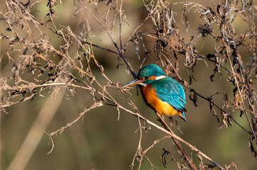 Kingfisher perched amonst dead tree branches