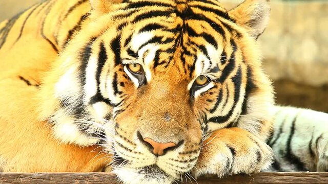 Close up big tiger in Chiangmai Thailand
