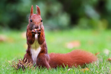 Red squirrel on green grass eating nut and staring. Cute Eurasian red squirrel (Sciurus vulgaris)...