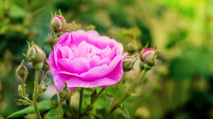 Pink rose with buds on the bush with a blurred background