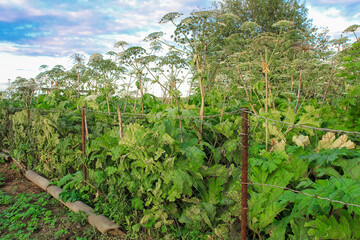 giant hogweed behind a fence on a private property. The owner of the site is not engaged in the destruction of a dangerous plant
