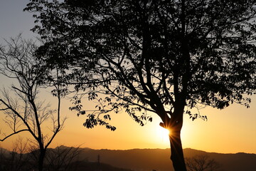 Fototapeta na wymiar 木からかすかにみえてる太陽