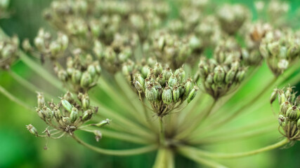 Seed of Giant Hogweed. Dangerous plant flowering with seeds