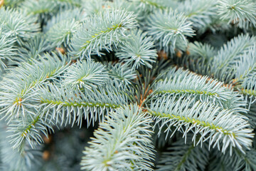 Naklejka na ściany i meble Blue Spruce branches, USA