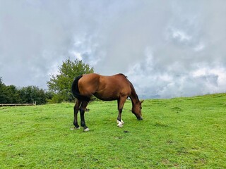 The young horse foal is walking on the mountains on green grass near farm house