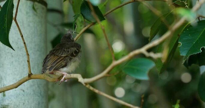 巣立ったばかりの鳥の雛を動画撮影。しばらくの間、親鳥からご飯を貰います。