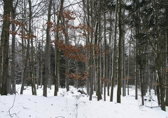 Winter forest with snow-beaten tree trunks