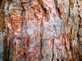 Close up bark texture of old huge redwood or sequoia tree.Scuffed scaly, fibrous,damaged trunk surface with cracks,wrinkles and potholes.Horizontal banner,abstract text,design background.Copy space