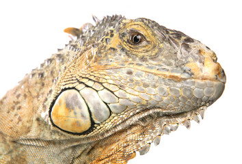 Green iguana