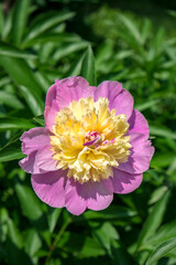 Pink and pale yellow Peony, USA