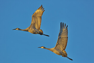 Beautiful cranes soar upward together into brilliant blue sky of Bosque del Apache National Wildlife Refuge in New Mexico in the American Southwest