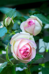 Pink Pierre de Rosard, Eden, heirloom roses, USA