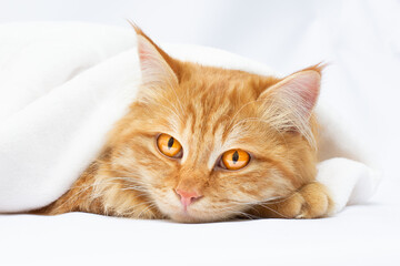 Cute red cat lying under the blanket isolated on white background