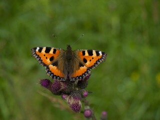 Butterfly (Small Tortoiseshell) sitting on a thistle