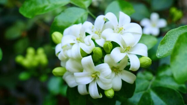 Murraya paniculata or name Orang Jessamine, China Box Tree, Andaman Satinwood, Chinese Box-wood bush. White flowers that are fragrant at night