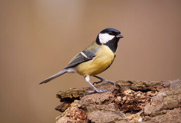 Great tit bird, songbird sitting on a branch in the garden