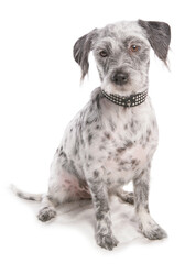 Lhamatian Dog