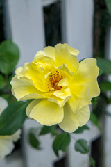 Yellow English rose, USA