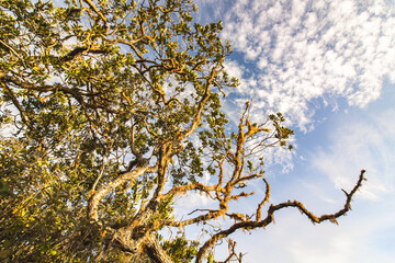 Fototapeta premium branches against blue sky
