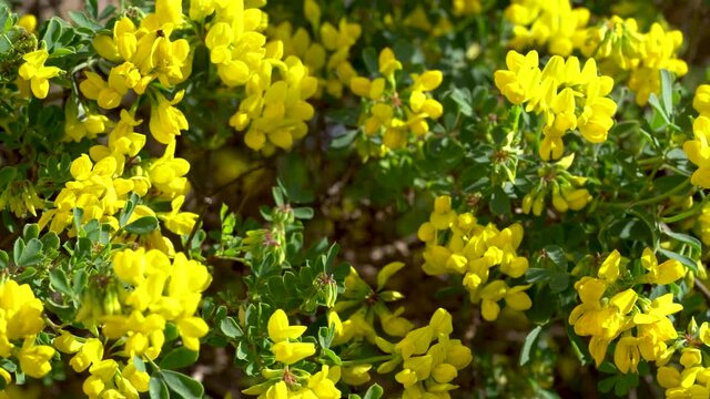 un gen&ecirc;t avec ses fleurs jaunes, au printemps