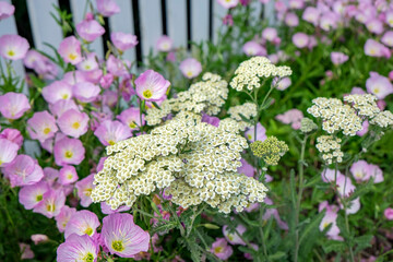 Pink evening primrose and white yarrow, USA © Danita Delimont