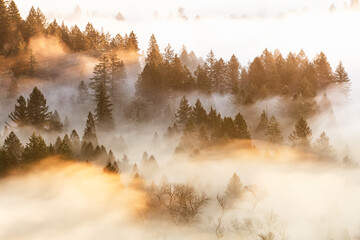 fog in the mountains