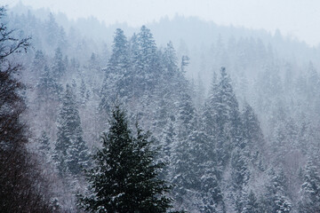 Winter landscape. Snowfall in the winter forest in the mountains. View of tall spruce trees on the hills and falling snow. Blurred and selective focus background.
