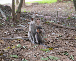 Cambodia, a monkey in the wild jungle.