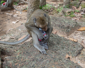 Cambodia, a monkey in the wild jungle.