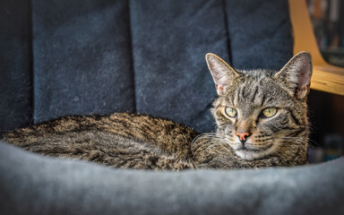 Grey brown tabby cat resting on armchair, looking curiously, closeup detail on his head
