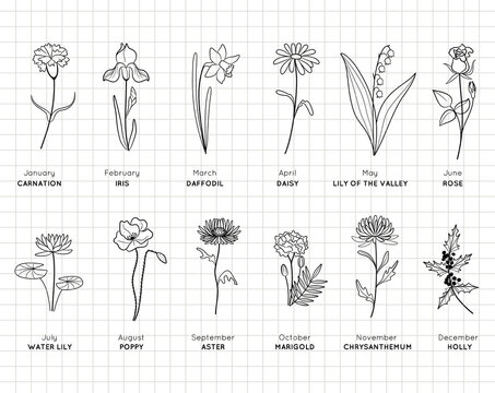 How to Draw a Carnation in a Few Simple Steps
