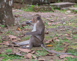 Cambodia, a monkey in the wild jungle.