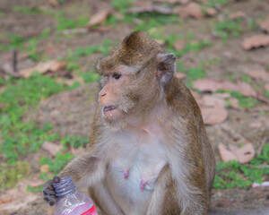 Cambodia, a monkey in the wild jungle.