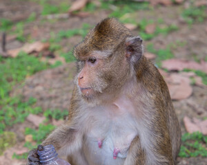 Cambodia, a monkey in the wild jungle.