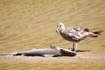 seagull on the beach